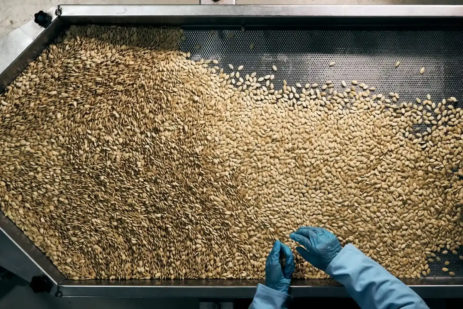 Dedem Kuruyemis raw pumpkin seeds sorting and quality screening process