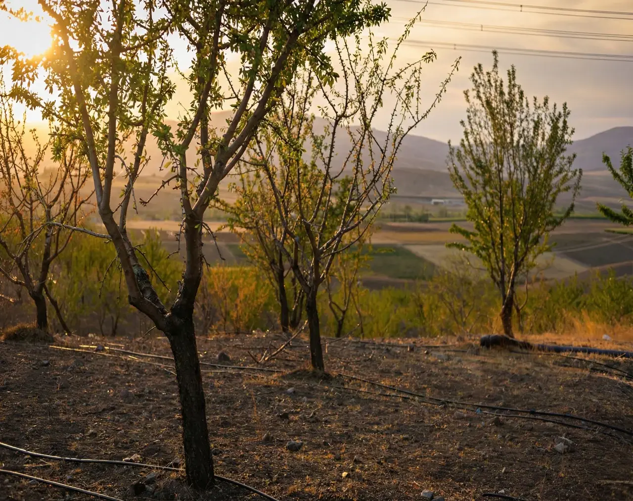 HHY Agro sustainable fruit trees and high-yield olive orchards