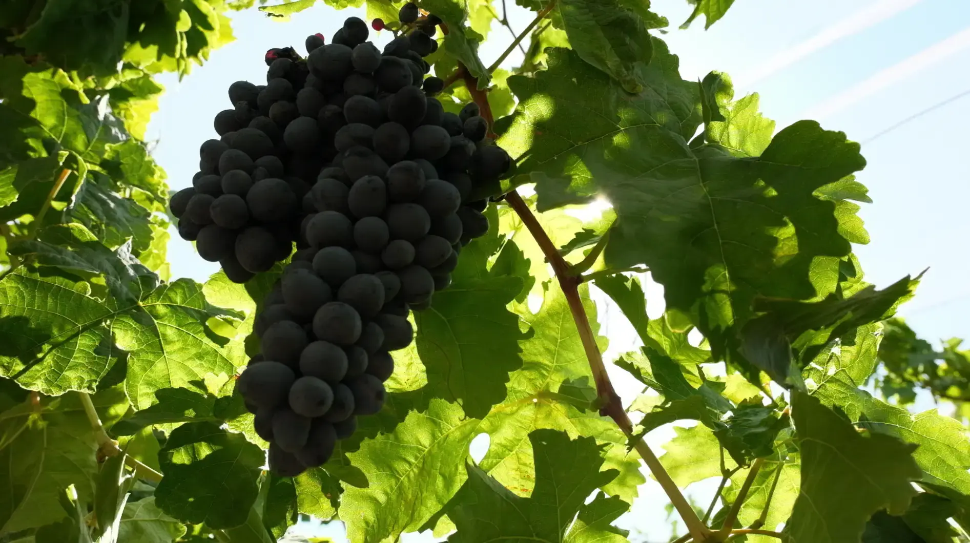 HHY Agro custom B2B agricultural raw material supply and private label contract sourcing