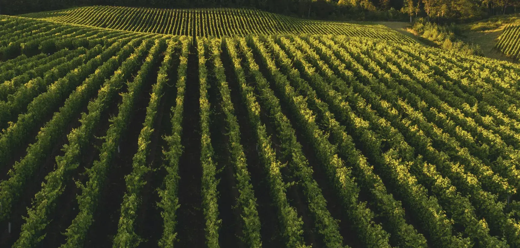 HHY GROUP large-scale agricultural farmland and sustainable crop production